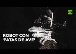 Enlace a El 'ave robótica' que puede atrapar objetos y posarse en ramas