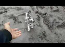 Enlace a Un gato se alegra de encontrar un humano cerca del volcán Semeru, en Indonesia