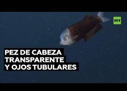 Enlace a Graban un extraño pez de cabeza transparente y ojos verdes