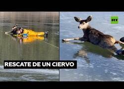Enlace a Rescatan a un ciervo atrapado en un estanque helado