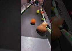 Enlace a La carrera definitiva de frutas y vegetales