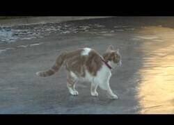 Enlace a Un gato entra en contacto con el hielo por primera vez