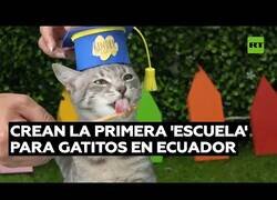 Enlace a Una escuela de gatitos celebra la graduación