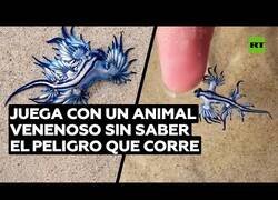 Enlace a Un 'tiktoker' juega con uno de los animales más peligrosos del océano