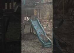 Enlace a Linces juegan en un parque infantil