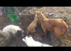 Enlace a Perros ayudan a acabar con una plaga de ratas