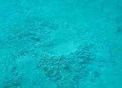 Enlace a La planta marina que desaparece al tocarla