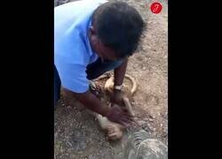 Enlace a Un taxista realiza una reanimación pulmonar a un mono