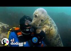 Enlace a El hombre que hace amistad con las focas