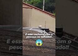 Enlace a Cuando el culo de tu gato parece un perro