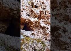 Enlace a La serpiente que usa su cola como señuelo para cazar