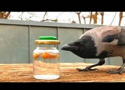 Enlace a El cuervo que jugaba a juegos con su amiga humana