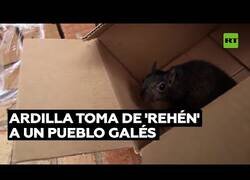 Enlace a La ardilla que tiene aterrorizado a todo un pueblo