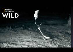 Enlace a 'Ratones Ninja' evitan el ataque de serpientes con tremendos saltos