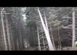 Enlace a El leñador favorito de tu leñador favorito