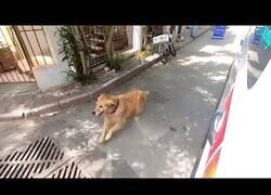 Enlace a Un perro persigue la ambulancia donde se llevaban a su dueña