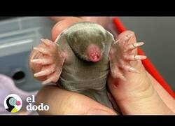 Enlace a Así es ver crecer a un pequeño topo