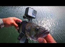 Enlace a Poniéndole una Go Pro a una lubina