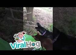 Enlace a Perros juegan y se tiran por un tobogan