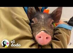 Enlace a Así es ver crecer a un pequeño cerdito