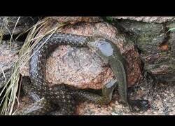 Enlace a Una serpiente intenta comerse un pez que a su vez intentaba comerse otra serpiente