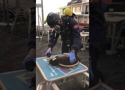 Enlace a Reanimación a un gato asfixiado en La Palma