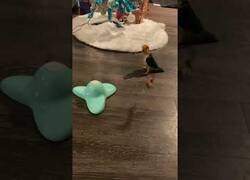 Enlace a Un loro trata de entender como funciona un juguete para gatos