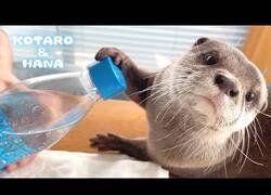 Enlace a Nutrias probando el agua con gas por primera vez