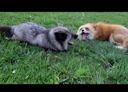 Enlace a Unos zorros riéndose es lo más adorable que verás hoy