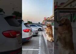 Enlace a El perro que te ayuda a aparcar