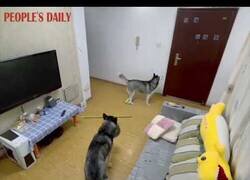 Enlace a Perros que veían la tele, la apagan y recogen antes de que venga su dueño