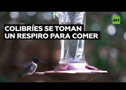 Enlace a Así se toman un respiro los colibríes para comer