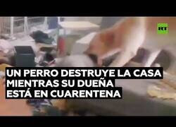 Enlace a Su perro le destroza la casa mientras guarda cuarentena