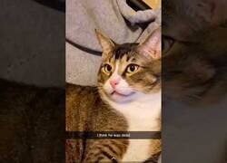 Enlace a Cuando tu gato te da un susto 'de muerte'