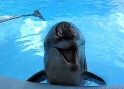 Enlace a Este delfín no puede parar de reír