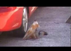 Enlace a El zorro que fue poseído por el diablo