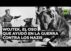 Enlace a Wojtek, el oso que ayudó a combatir a los nazis en la guerra