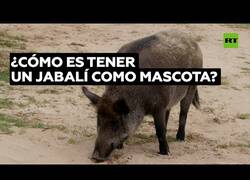 Enlace a Así es tener un jabalí como mascota