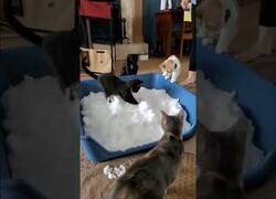 Enlace a Pequeños gatos interactúan con la nieve por primera vez