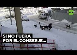 Enlace a Conserje salva a un niño del ataque de una jauría de perros