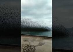 Enlace a Tsunami de pájaros en Grecia