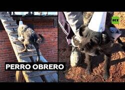 Enlace a El perro que ayudaba en una obra a cargar cemento
