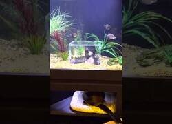 Enlace a Gatos y peces interactúan gracias a un acuario especial
