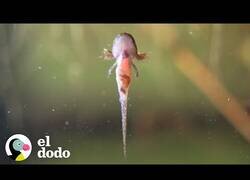 Enlace a El increíble ciclo de vida de una salamandra