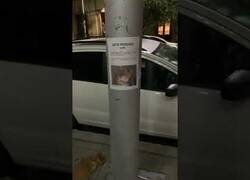 Enlace a Un gato perdido aparece bajo uno de sus carteles