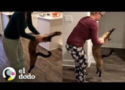 Enlace a El gato que era fan del yoga