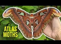 Enlace a La polilla cuyas alas parecen dos serpientes