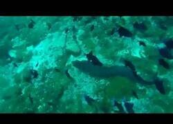 Enlace a Una morena encuentra a otra en su guarida, acaba con ella y se la lleva para comérsela