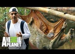 Enlace a Frank Cuesta encuentra un colugo, el 'lémur volador'