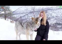 Enlace a Así se 'morrean' los lobos cuando se saludan entre ellos